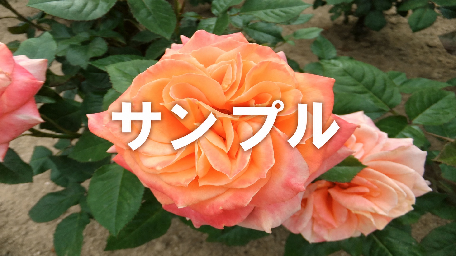 門まわりから庭まで、暮らしに合う外空間を提案します。丁寧な施工で形にします。